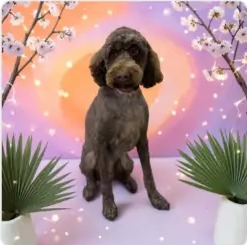 Chocolate doodle with a fresh haircut