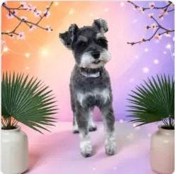 Silver schnauzer styled after a full groom