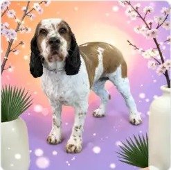 Brown and white spaniel after a bath and brush out