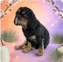 Black and tan cavalier spaniel after a full groom at Peachy Paws