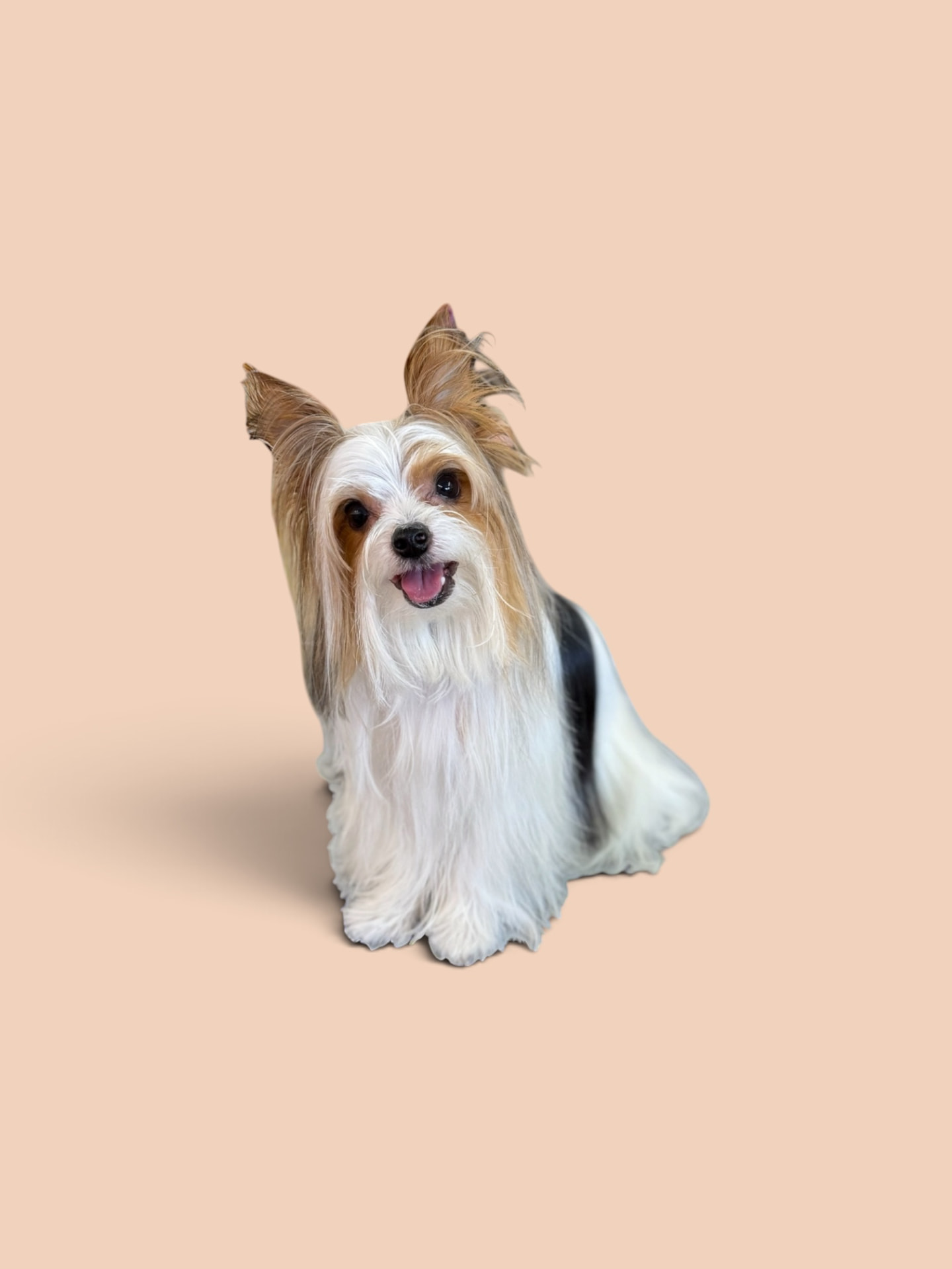 A happy long-haired dog with a fresh groom against a soft peach backdrop