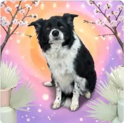 Black and white border collie freshly bathed and blown out