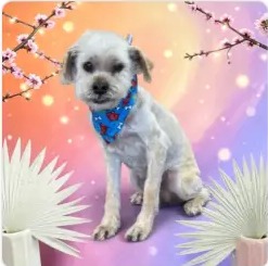 Small white dog wearing a blue bandana after a mini groom