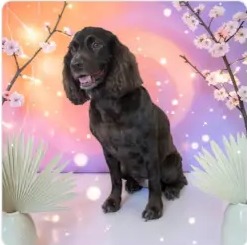 Black spaniel smiling after a de-shed treatment